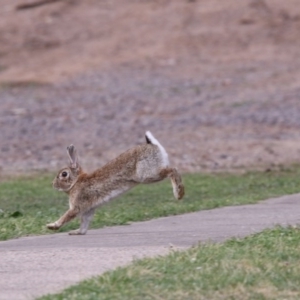 Oryctolagus cuniculus at Acton, ACT - 31 Oct 2017