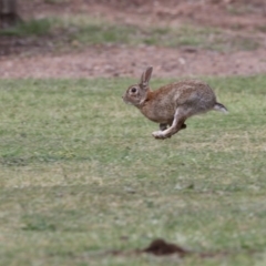 Oryctolagus cuniculus at Acton, ACT - 31 Oct 2017 02:36 PM