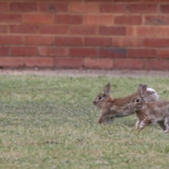 Oryctolagus cuniculus at Acton, ACT - 31 Oct 2017