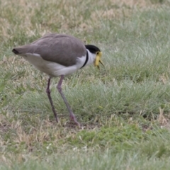 Vanellus miles (Masked Lapwing) at Acton, ACT - 31 Oct 2017 by AlisonMilton