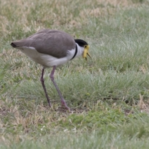 Vanellus miles at Acton, ACT - 31 Oct 2017