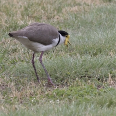 Vanellus miles (Masked Lapwing) at Acton, ACT - 31 Oct 2017 by Alison Milton