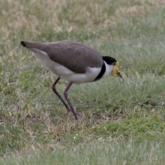 Vanellus miles at Acton, ACT - 31 Oct 2017