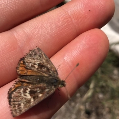 Synemon plana (Golden Sun Moth) at Gungahlin, ACT - 15 Nov 2017 by JasonC