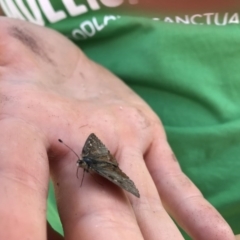 Synemon plana (Golden Sun Moth) at Gungahlin, ACT - 15 Nov 2017 by JasonC