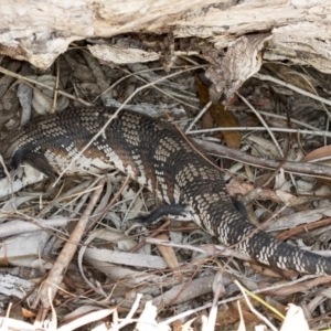 Tiliqua scincoides scincoides at Crace, ACT - 15 Nov 2017 01:05 PM