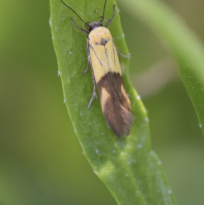 Stathmopoda crocophanes (Yellow Stathmopoda Moth) at Higgins, ACT - 14 Nov 2017 by AlisonMilton