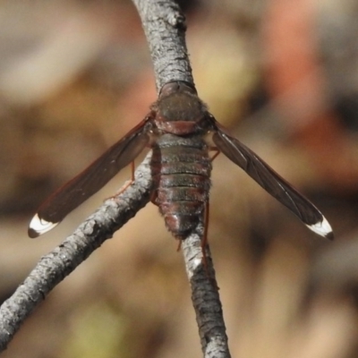 Comptosia stria (A bee fly) at Canberra Central, ACT - 15 Nov 2017 by JohnBundock