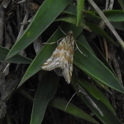 Hellula hydralis (Cabbage Centre Moth) at Paddys River, ACT - 15 Nov 2017 by JohnBundock