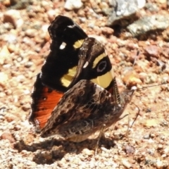 Vanessa itea (Yellow Admiral) at Uriarra Village, ACT - 15 Nov 2017 by JohnBundock