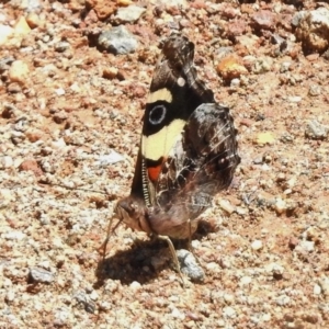 Vanessa itea at Uriarra Village, ACT - 15 Nov 2017