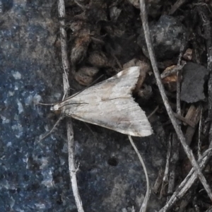 Hellula hydralis at Paddys River, ACT - 15 Nov 2017