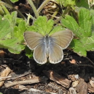 Zizina otis (Common Grass-Blue) at Paddys River, ACT - 15 Nov 2017 by JohnBundock