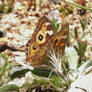 Junonia villida at Uriarra Village, ACT - 15 Nov 2017 12:09 PM