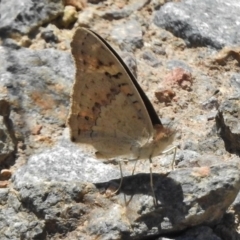 Junonia villida at Uriarra Village, ACT - 15 Nov 2017 12:09 PM