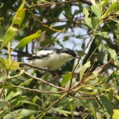 Lalage tricolor (White-winged Triller) at Fyshwick, ACT - 14 Nov 2017 by YellowButton