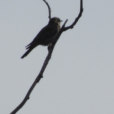 Chrysococcyx basalis (Horsfield's Bronze-Cuckoo) at Campbell, ACT - 14 Nov 2017 by YellowButton