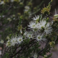 Kunzea parvifolia (Violet Kunzea) at Tuggeranong Hill - 12 Nov 2017 by michaelb