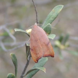 Tortricopsis uncinella at Conder, ACT - 12 Nov 2017