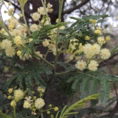 Acacia mearnsii (Black Wattle) at Tuggeranong Hill - 12 Nov 2017 by michaelb