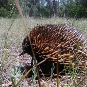 Tachyglossus aculeatus at Acton, ACT - 11 Nov 2017