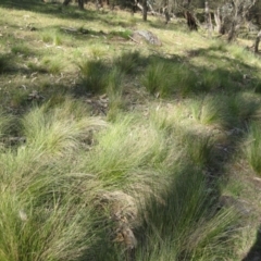 Nassella trichotoma (Serrated Tussock) at Canberra Central, ACT - 14 Nov 2017 by waltraud