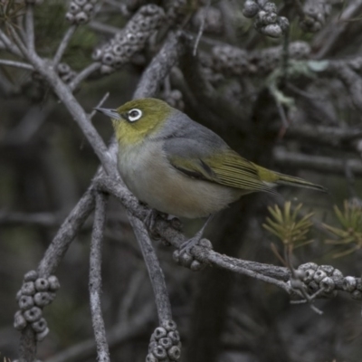 Zosterops lateralis (Silvereye) at Fyshwick, ACT - 16 Nov 2017 by AlisonMilton