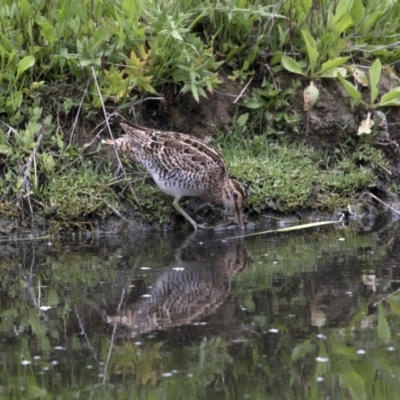 Gallinago hardwickii (Latham's Snipe) at Fyshwick, ACT - 15 Nov 2017 by Alison Milton