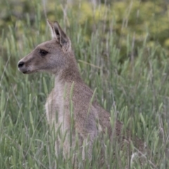 Macropus giganteus (Eastern Grey Kangaroo) at Jerrabomberra Wetlands - 16 Nov 2017 by AlisonMilton