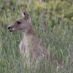 Macropus giganteus (Eastern Grey Kangaroo) at Kingston, ACT - 15 Nov 2017 by Alison Milton