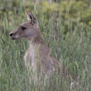 Macropus giganteus at Kingston, ACT - 16 Nov 2017 09:36 AM