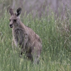 Macropus giganteus at Kingston, ACT - 16 Nov 2017