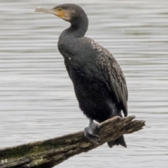 Phalacrocorax carbo (Great Cormorant) at Kingston, ACT - 16 Nov 2017 by AlisonMilton