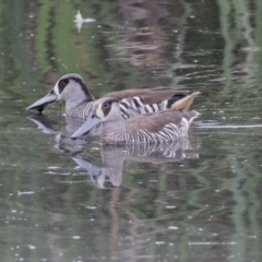 Malacorhynchus membranaceus (Pink-eared Duck) at Fyshwick, ACT - 15 Nov 2017 by AlisonMilton