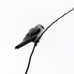 Elanus axillaris (Black-shouldered Kite) at Fyshwick, ACT - 16 Nov 2017 by AlisonMilton