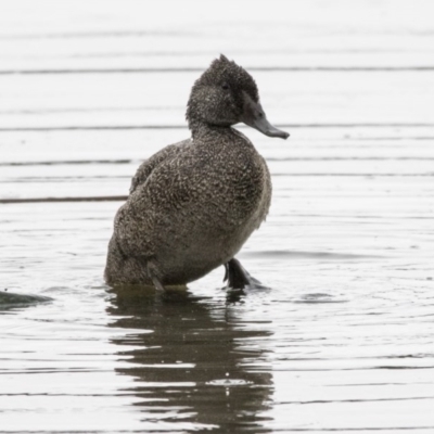 Stictonetta naevosa (Freckled Duck) at Fyshwick, ACT - 16 Nov 2017 by AlisonMilton