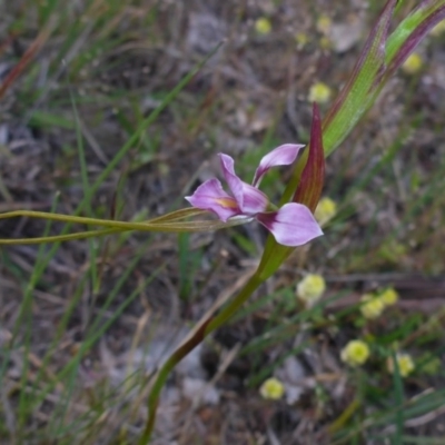 Diuris dendrobioides (Late Mauve Doubletail) at Conder, ACT by JanetRussell
