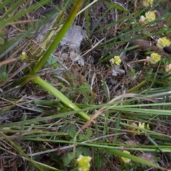 Diuris dendrobioides at suppressed - 14 Nov 2017