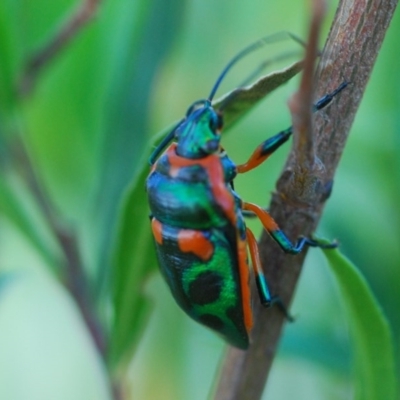 Scutiphora pedicellata (Metallic Jewel Bug) at Doctor George Mountain, NSW - 15 Nov 2017 by Isaac