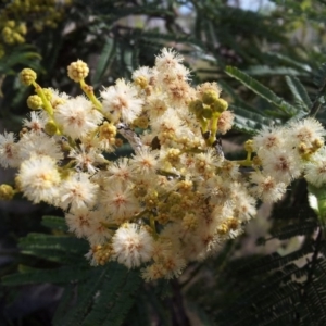 Acacia mearnsii at Kambah, ACT - 15 Nov 2017 04:27 PM