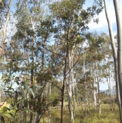 Acacia mearnsii at Kambah, ACT - 15 Nov 2017 04:27 PM