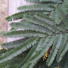 Acacia mearnsii at Kambah, ACT - 15 Nov 2017 04:27 PM