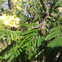 Acacia mearnsii at Kambah, ACT - 15 Nov 2017 04:27 PM