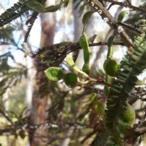 Acacia mearnsii at Kambah, ACT - 15 Nov 2017 04:27 PM