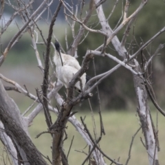 Threskiornis molucca (Australian White Ibis) at Kingston, ACT - 15 Nov 2017 by Alison Milton