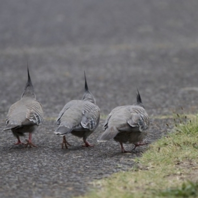 Ocyphaps lophotes (Crested Pigeon) at Kingston, ACT - 16 Nov 2017 by AlisonMilton