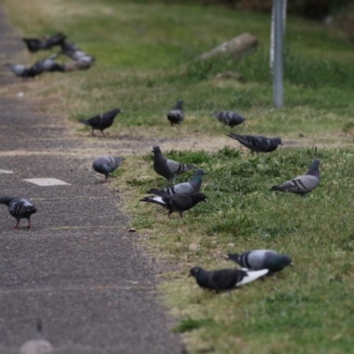 Columba livia (Rock Dove (Feral Pigeon)) at Kingston, ACT - 16 Nov 2017 by AlisonMilton