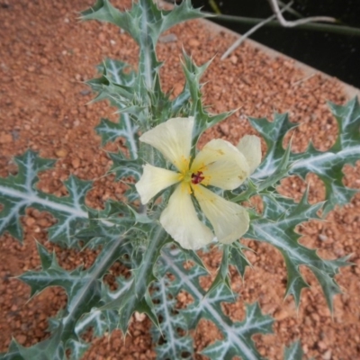 Argemone ochroleuca subsp. ochroleuca (Mexican Poppy, Prickly Poppy) at Kingston, ACT - 16 Nov 2017 by AlisonMilton