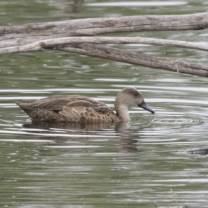 Anas gracilis at Fyshwick, ACT - 16 Nov 2017 10:25 AM