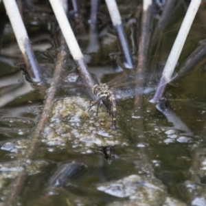 Adversaeschna brevistyla at Michelago, NSW - 15 Nov 2017